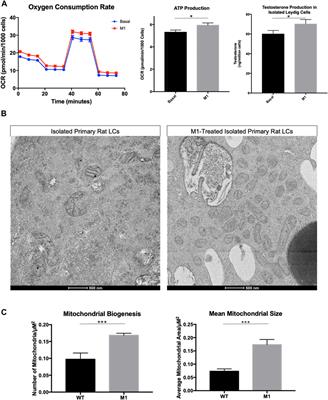 In vitro and in vivo studies on the effect of a mitochondrial fusion promoter on Leydig cell integrity and function